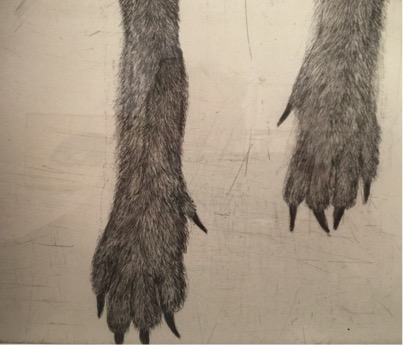 Etching in black ink of two animal paws with long claws pointing downwards towards the bottom of the page