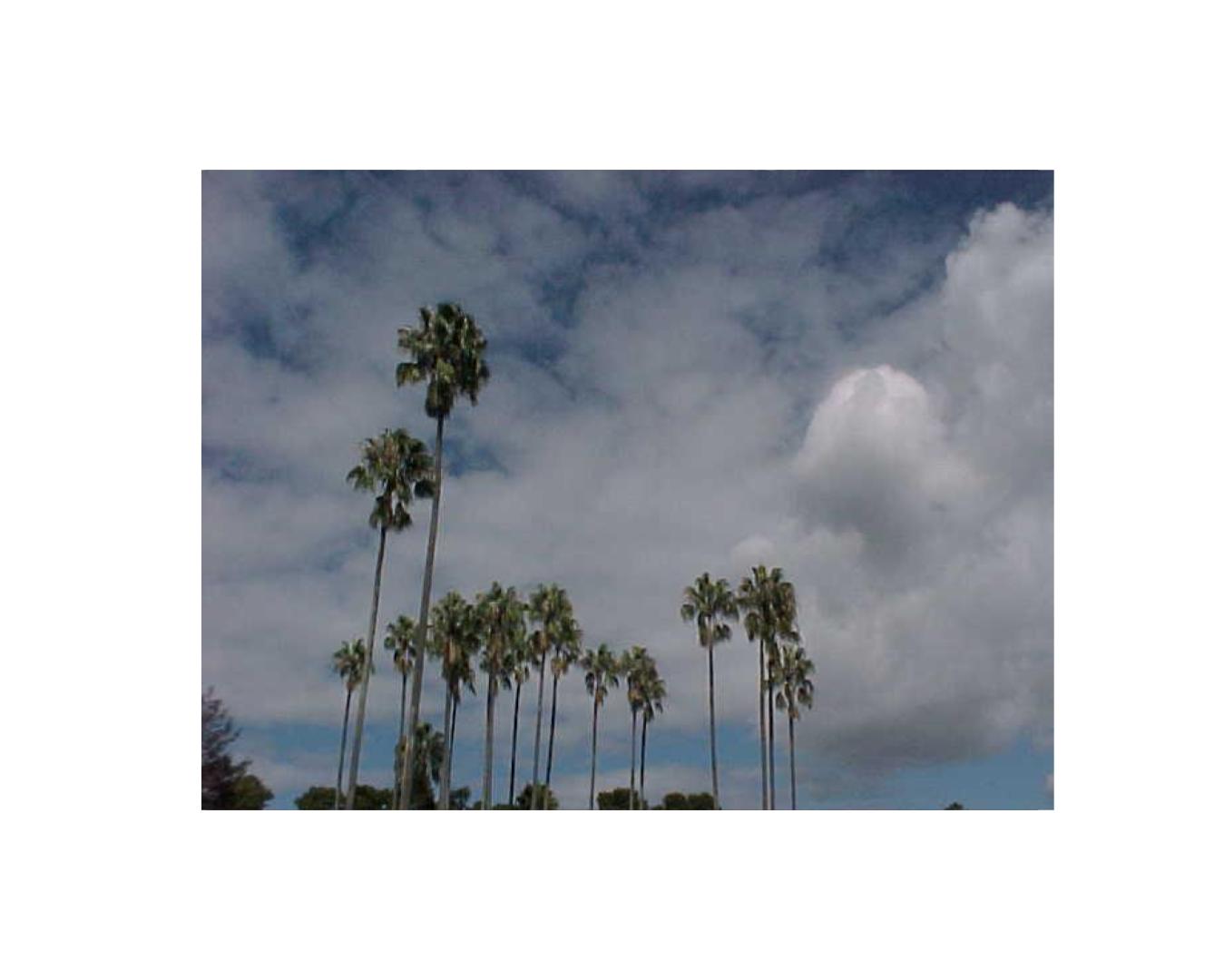 Photograph of palm trees against a cloudy blue sky.