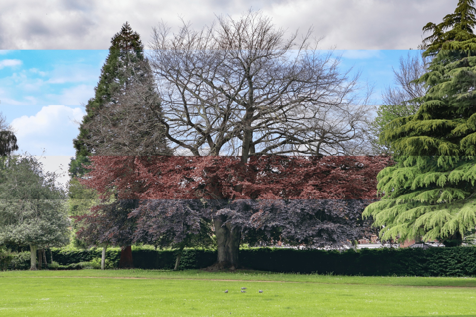 Edited photo of a row of large trees in a park. The colours have been edited so there are horizontal stripes of different colour filters across the image.