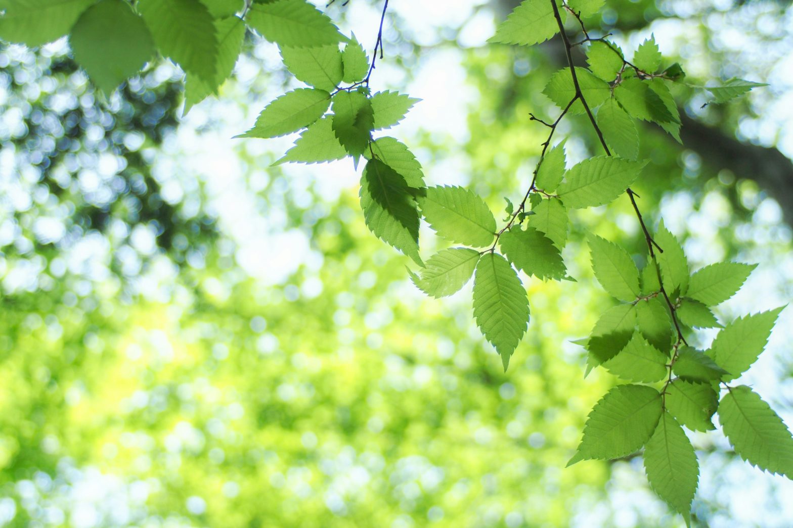Sun dappled green leaves